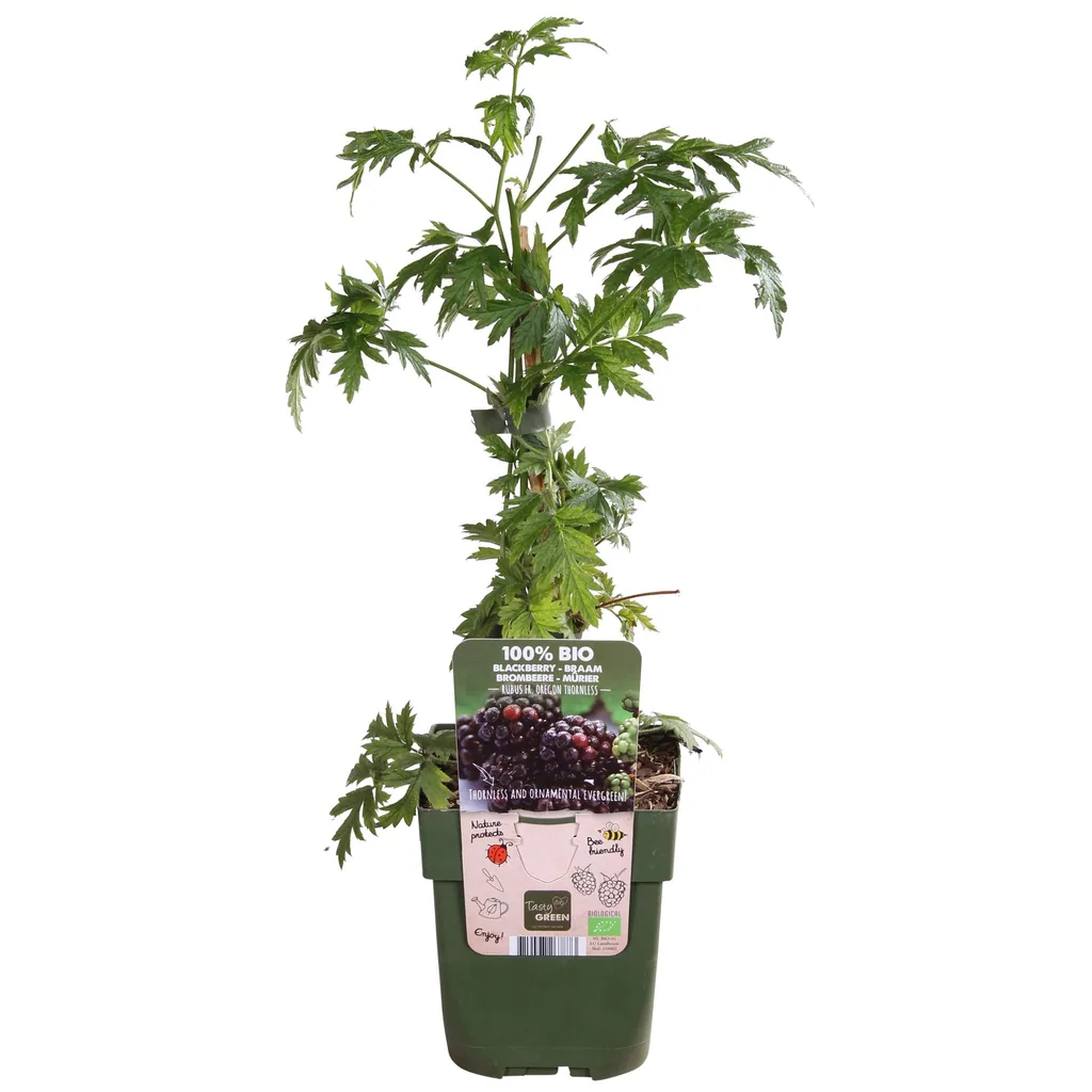 Brombeere 'Thornless Evergreen' (Rubus fruticosus) – winterharte Beerenobst-Pflanze, Topf-Ø 13 cm, Höhe ca. 45 cm