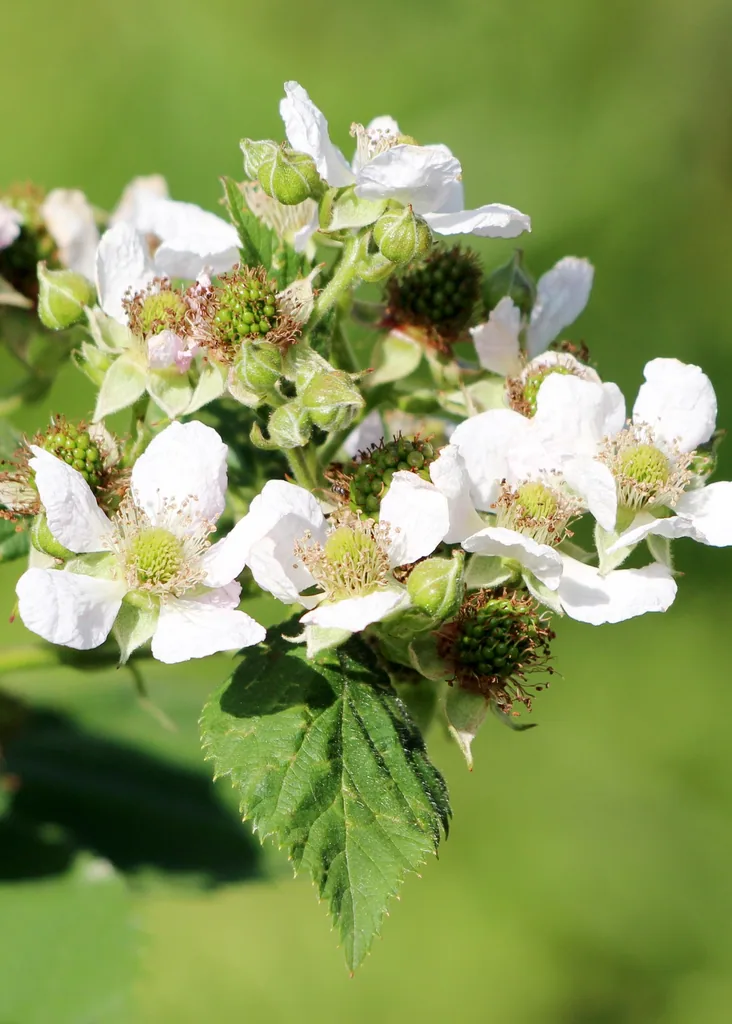 Himbeere 'Malling Promise' (Rubus idaeus) – winterharte Beerenobst-Pflanze, Topf-Ø 13 cm, Höhe ca. 45 cm