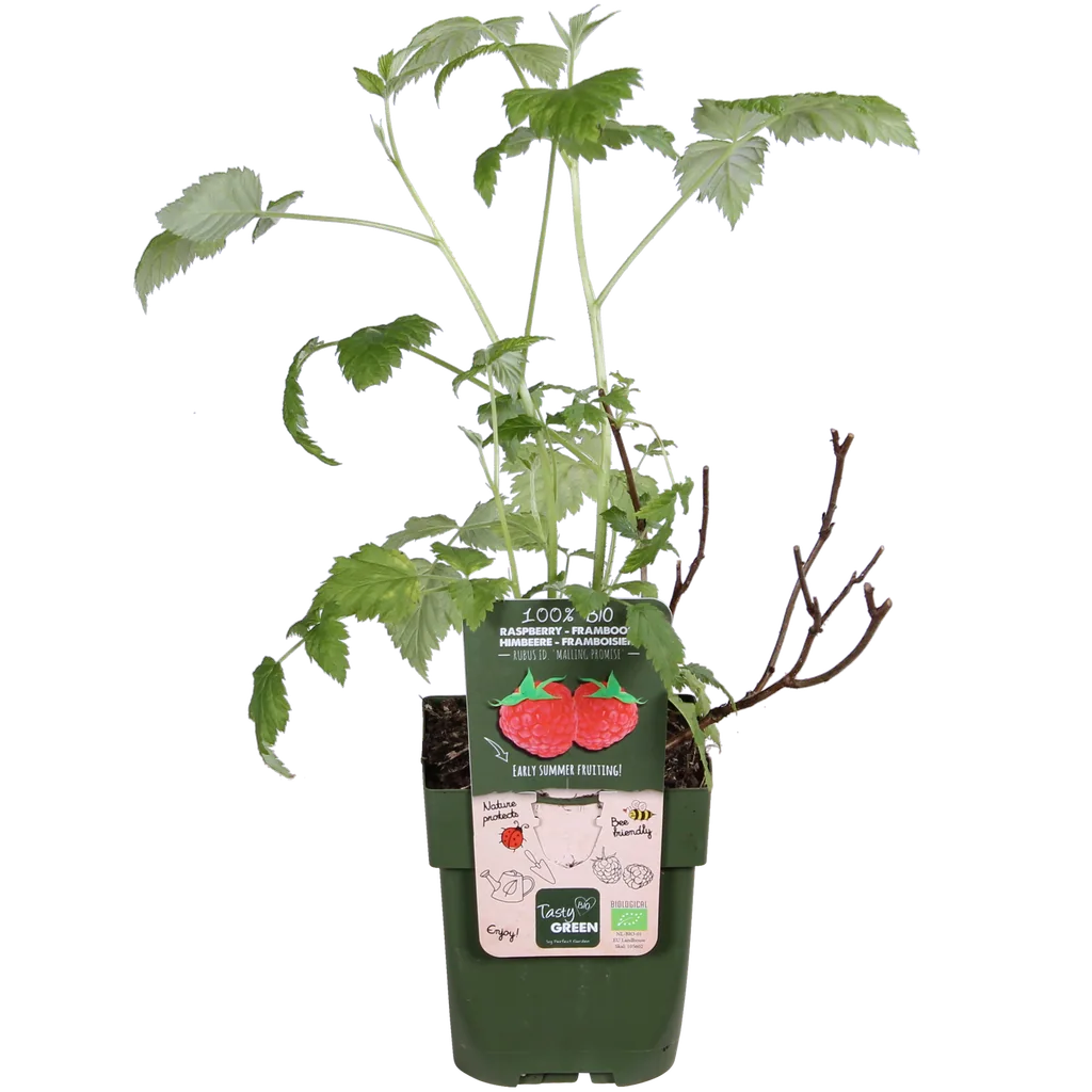 Himbeere 'Malling Promise' (Rubus idaeus) – winterharte Beerenobst-Pflanze, Topf-Ø 13 cm, Höhe ca. 45 cm
