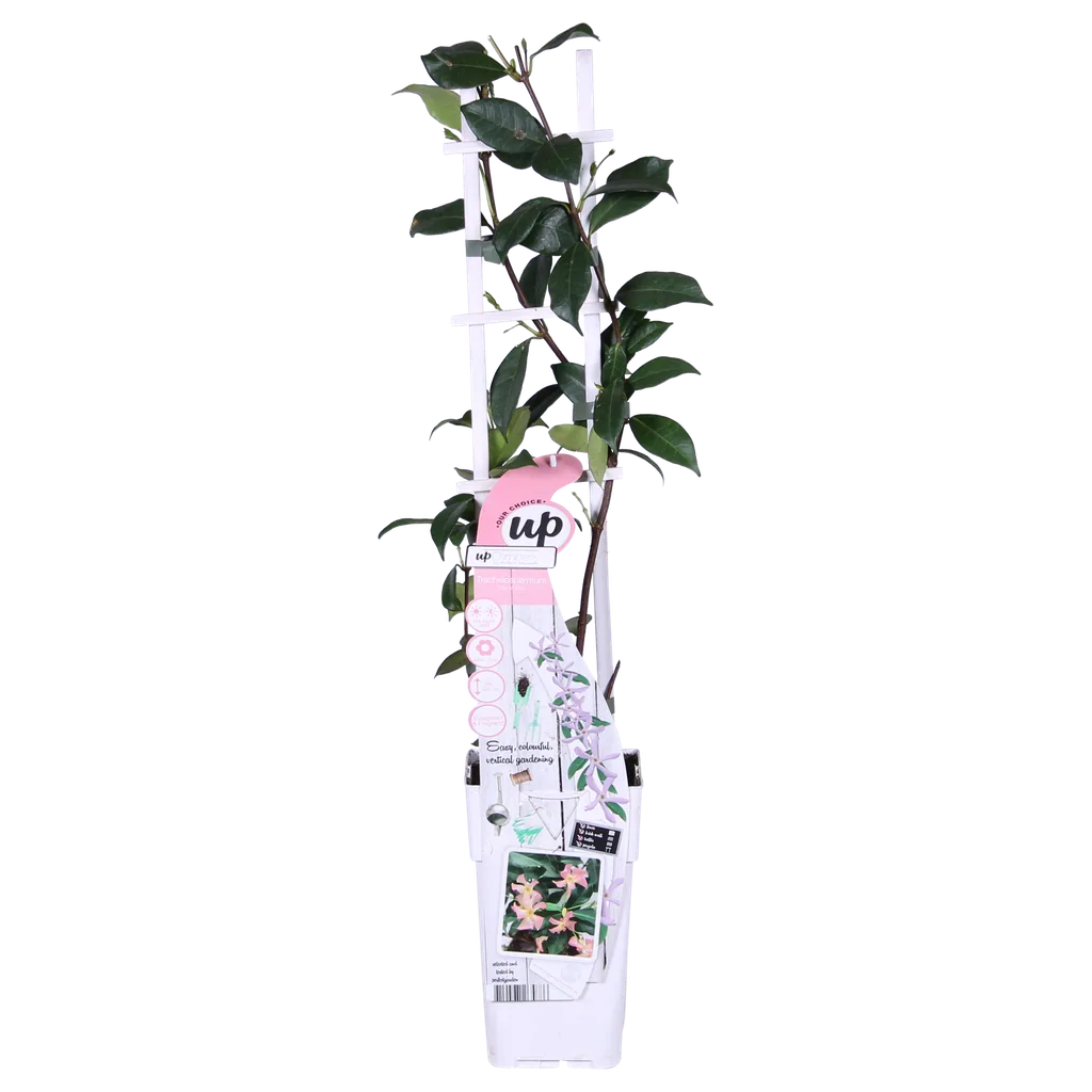Sternjasmin 'Star of Ibiza' (Trachelospermum jasminoides) – winterharte Kletterpflanze, Topf-Ø 15 cm, Höhe ca. 65 cm