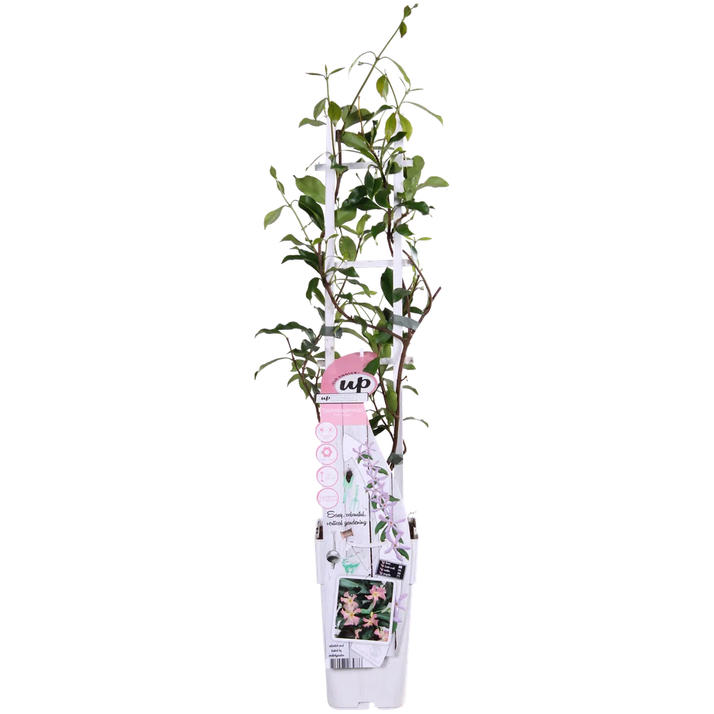 Sternjasmin 'Star of Ibiza' (Trachelospermum jasminoides) – winterharte Kletterpflanze, Topf-Ø 15 cm, Höhe ca. 65 cm