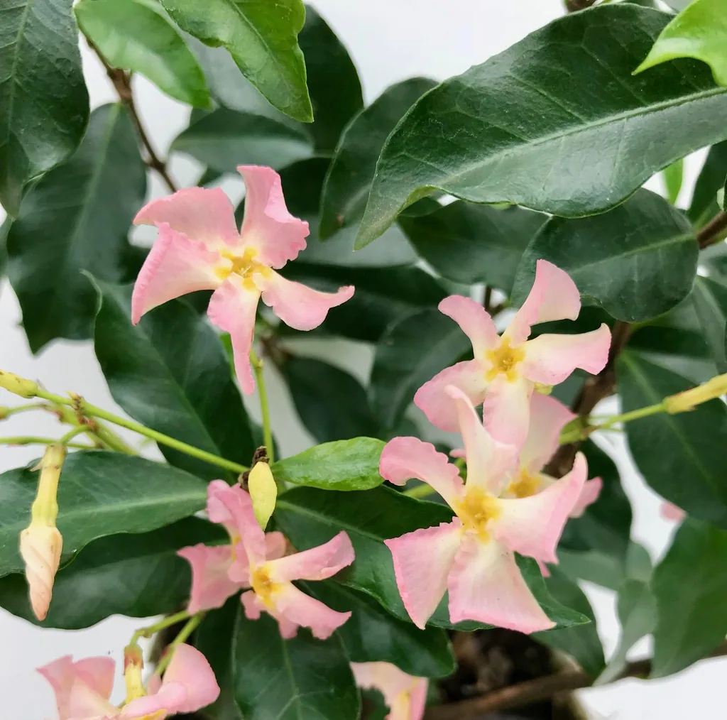 Sternjasmin 'Star of Ibiza' (Trachelospermum jasminoides) – winterharte Kletterpflanze, Topf-Ø 15 cm, Höhe ca. 65 cm