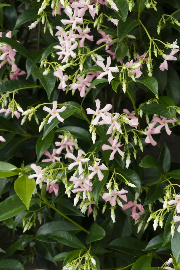 Sternjasmin 'Star of Ibiza' (Trachelospermum jasminoides) – winterharte Kletterpflanze, Topf-Ø 15 cm, Höhe ca. 65 cm