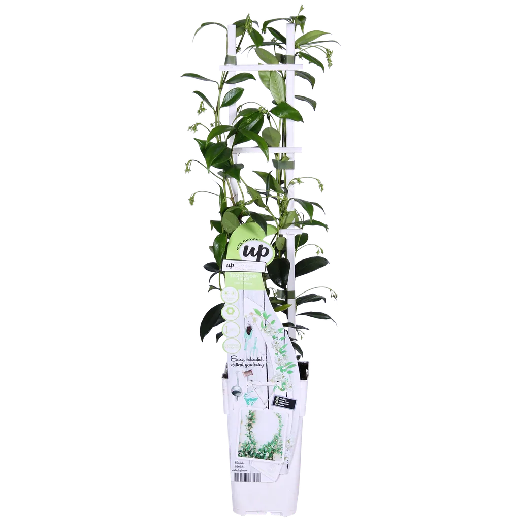Sternjasmin 'Star of Venice' (Trachelospermum jasminoides) – winterharte Kletterpflanze, Topf-Ø 15 cm, Höhe ca. 65 cm