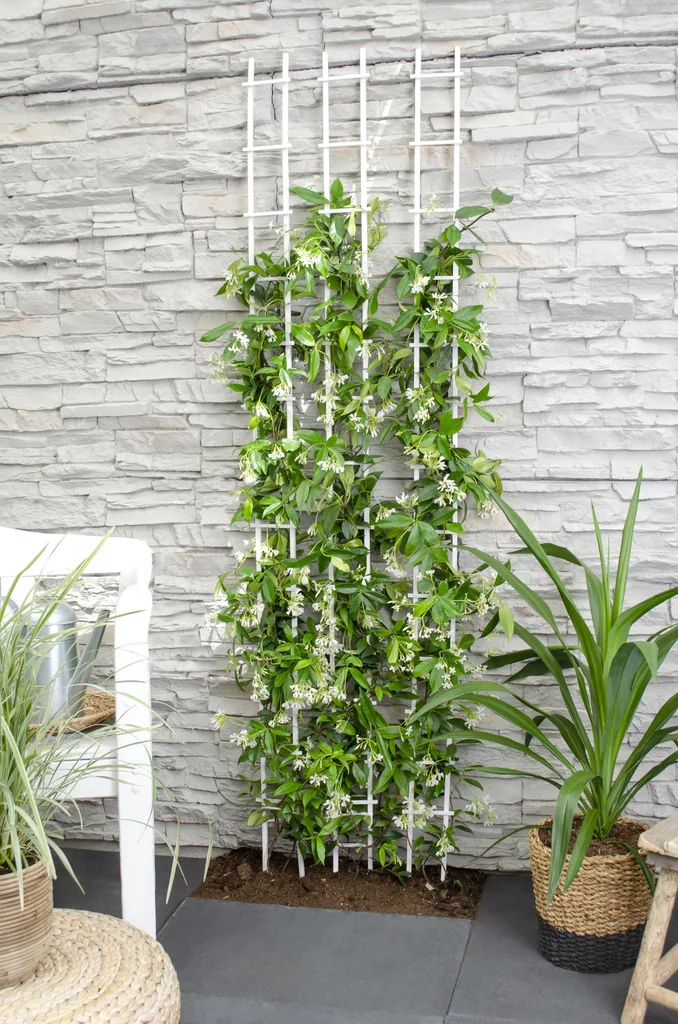 Sternjasmin 'Star of Venice' (Trachelospermum jasminoides) – winterharte Kletterpflanze, Topf-Ø 15 cm, Höhe ca. 65 cm