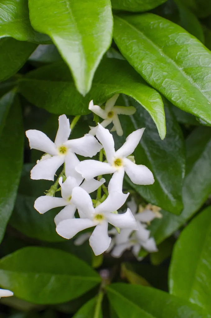 Sternjasmin 'Star of Venice' (Trachelospermum jasminoides) – winterharte Kletterpflanze, Topf-Ø 15 cm, Höhe ca. 65 cm