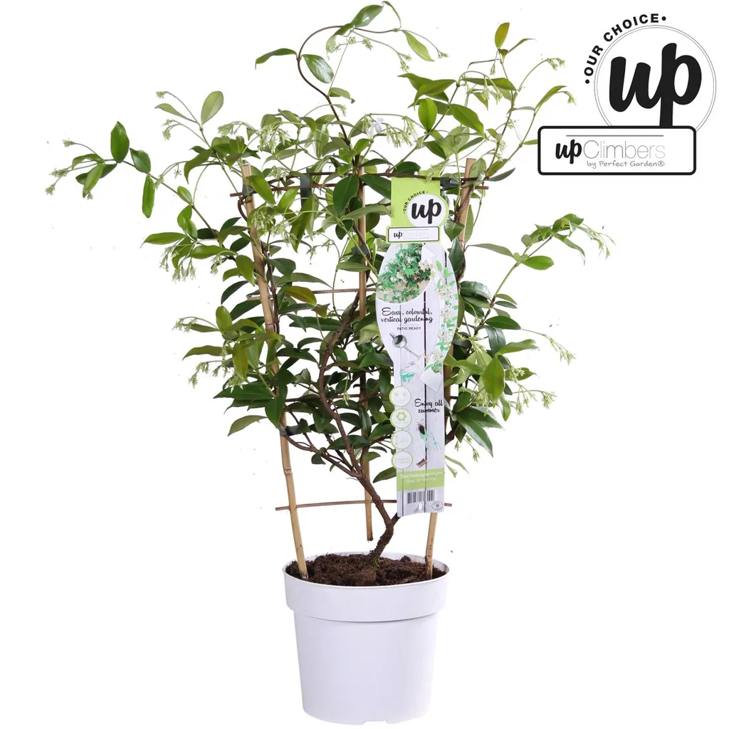 Sternjasmin 'Star of Venice' (Trachelospermum jasminoides) – winterharte Kletterpflanze, Topf-Ø 15 cm, Höhe ca. 65 cm