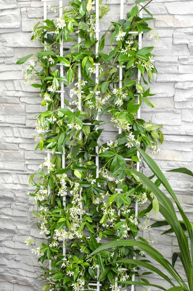 Sternjasmin 'Star of Venice' (Trachelospermum jasminoides) – winterharte Kletterpflanze, Topf-Ø 15 cm, Höhe ca. 65 cm
