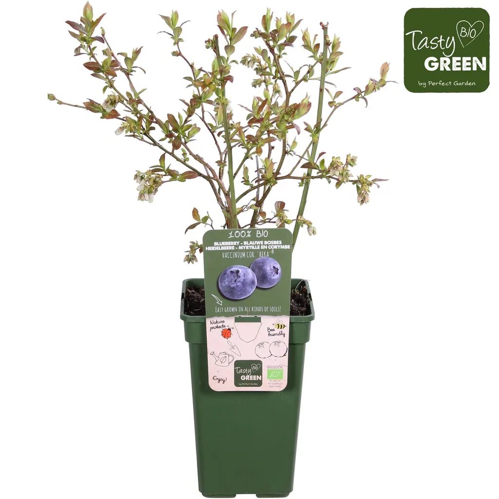 Kulturheidelbeere 'Reka' (Vaccinium corymbosum) – winterharter Beerenobststrauch, Topf-Ø 13 cm, Höhe ca. 30 cm