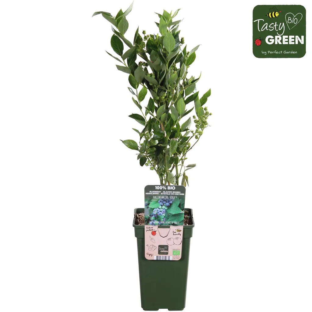 Kulturheidelbeere 'Reka' (Vaccinium corymbosum) – winterharter Beerenobststrauch, Topf-Ø 13 cm, Höhe ca. 30 cm