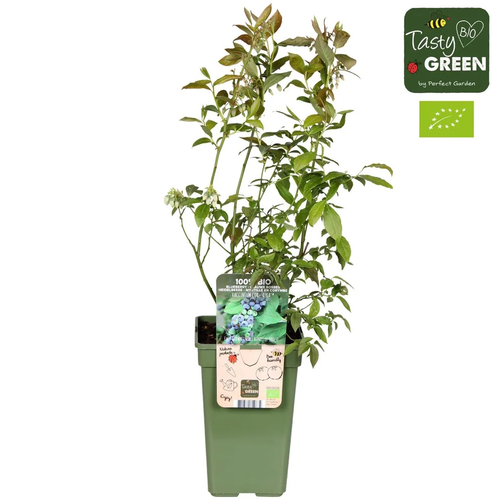 Kulturheidelbeere 'Reka' (Vaccinium corymbosum) – winterharter Beerenobststrauch, Topf-Ø 13 cm, Höhe ca. 30 cm