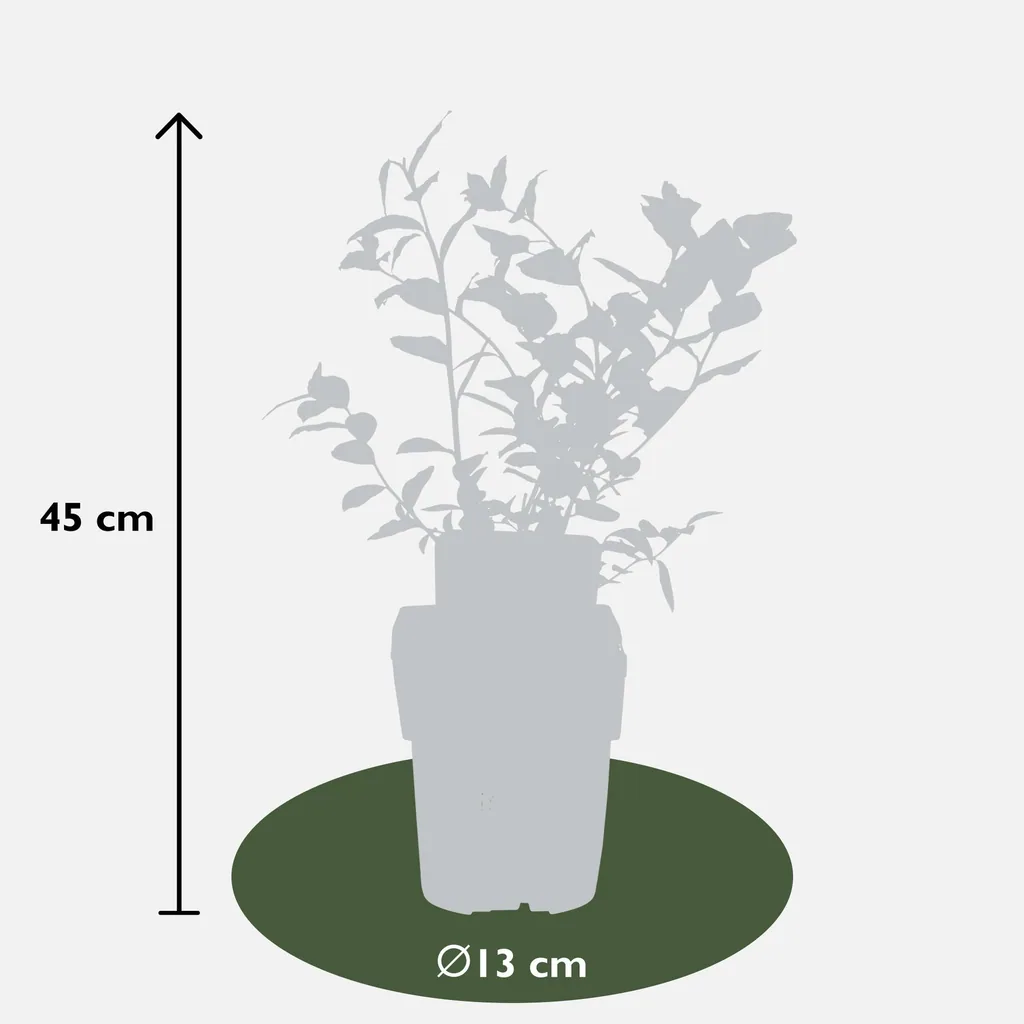 Kulturheidelbeere 'Reka' (Vaccinium corymbosum) – winterharter Beerenobststrauch, Topf-Ø 13 cm, Höhe ca. 30 cm