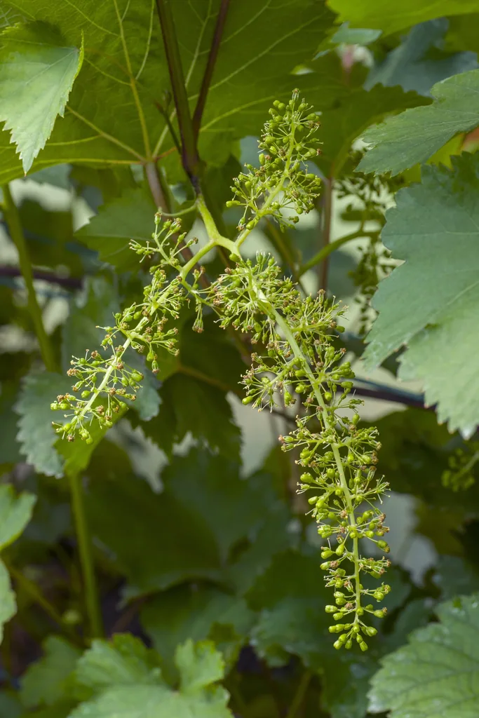 Weinrebe 'Johanniter' (Vitis vinifera) – winterharte Kletterpflanze, Topf-Ø 13 cm, Höhe ca. 45 cm