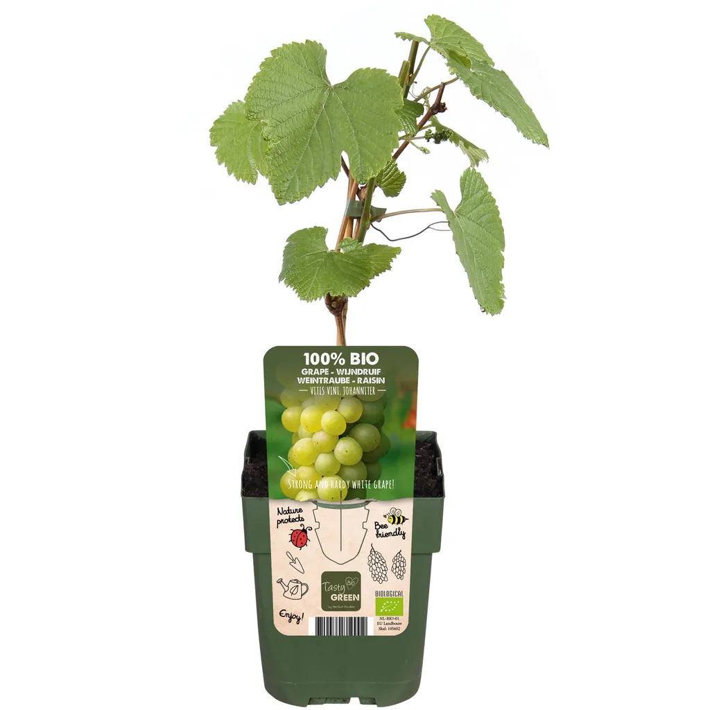 Weinrebe 'Johanniter' (Vitis vinifera) – winterharte Kletterpflanze, Topf-Ø 13 cm, Höhe ca. 45 cm