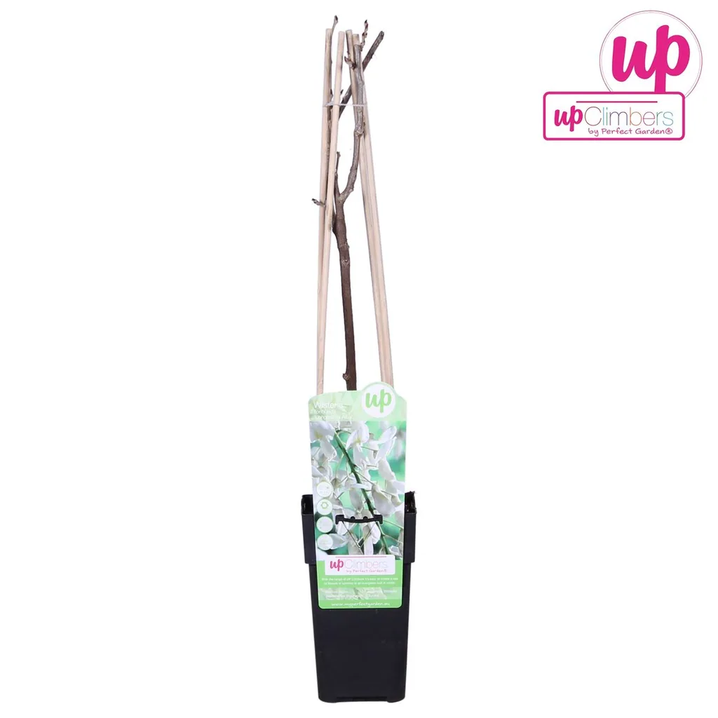 Japanischer Blauregen 'Longissima Alba' (Wisteria floribunda) – winterharte Kletterpflanze, Topf-Ø 15 cm, Höhe ca. 65 cm