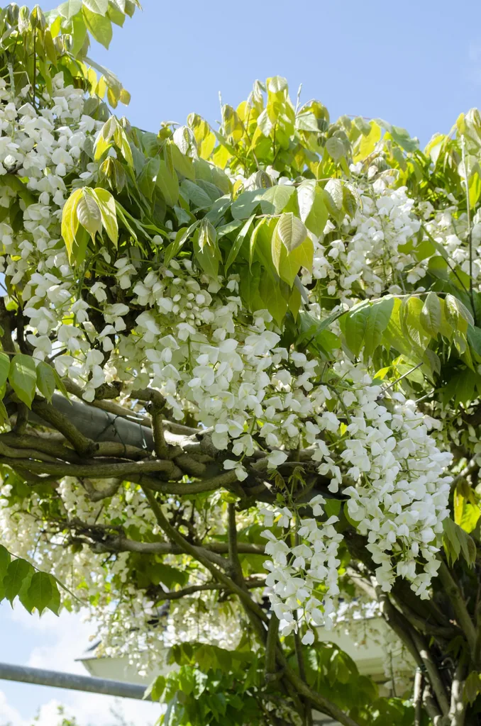 Japanischer Blauregen 'Longissima Alba' (Wisteria floribunda) – winterharte Kletterpflanze, Topf-Ø 15 cm, Höhe ca. 65 cm