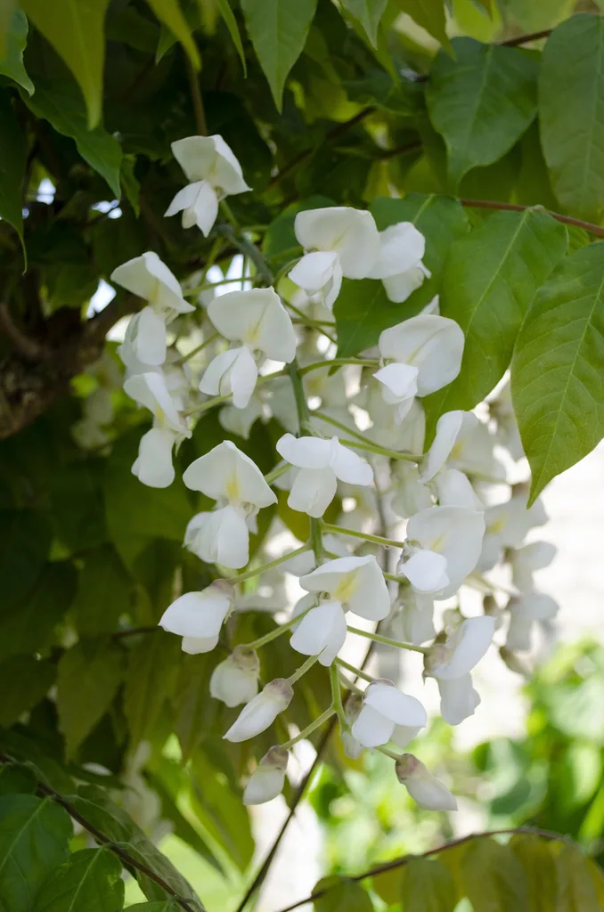 Japanischer Blauregen 'Longissima Alba' (Wisteria floribunda) – winterharte Kletterpflanze, Topf-Ø 15 cm, Höhe ca. 65 cm