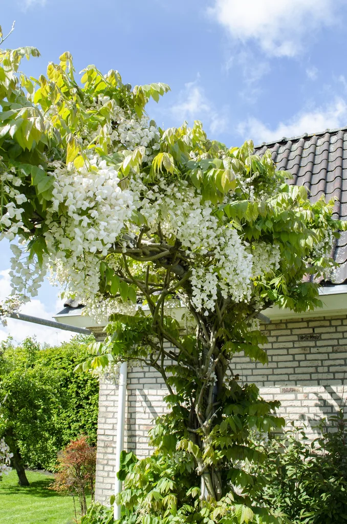 Japanischer Blauregen 'Longissima Alba' (Wisteria floribunda) – winterharte Kletterpflanze, Topf-Ø 15 cm, Höhe ca. 65 cm