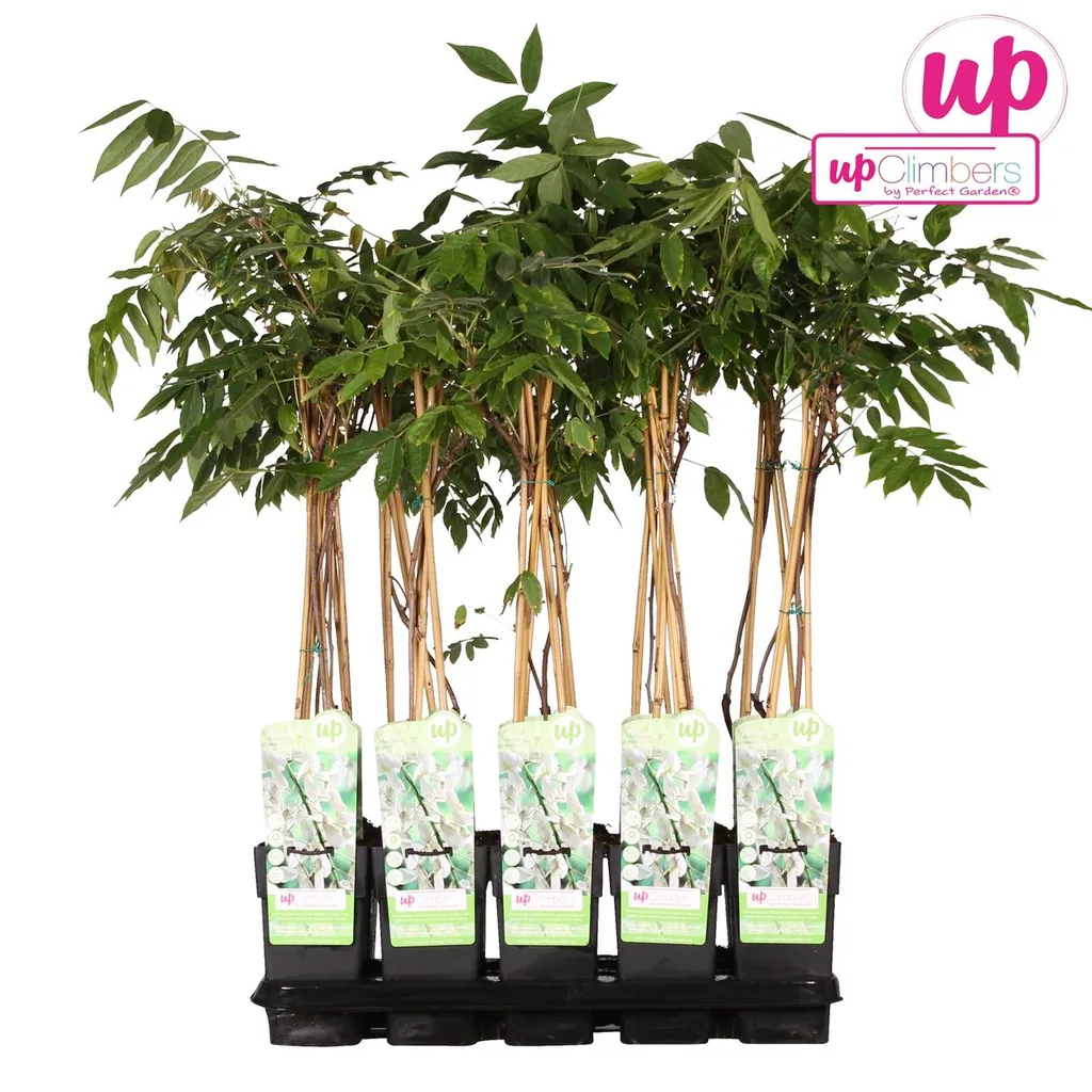 Japanischer Blauregen 'Longissima Alba' (Wisteria floribunda) – winterharte Kletterpflanze, Topf-Ø 15 cm, Höhe ca. 65 cm
