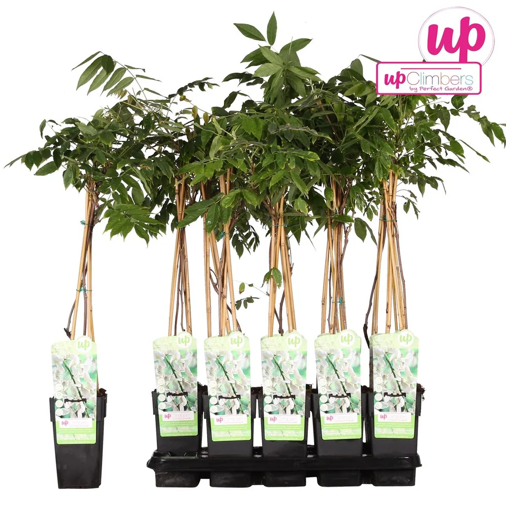Japanischer Blauregen 'Longissima Alba' (Wisteria floribunda) – winterharte Kletterpflanze, Topf-Ø 15 cm, Höhe ca. 65 cm