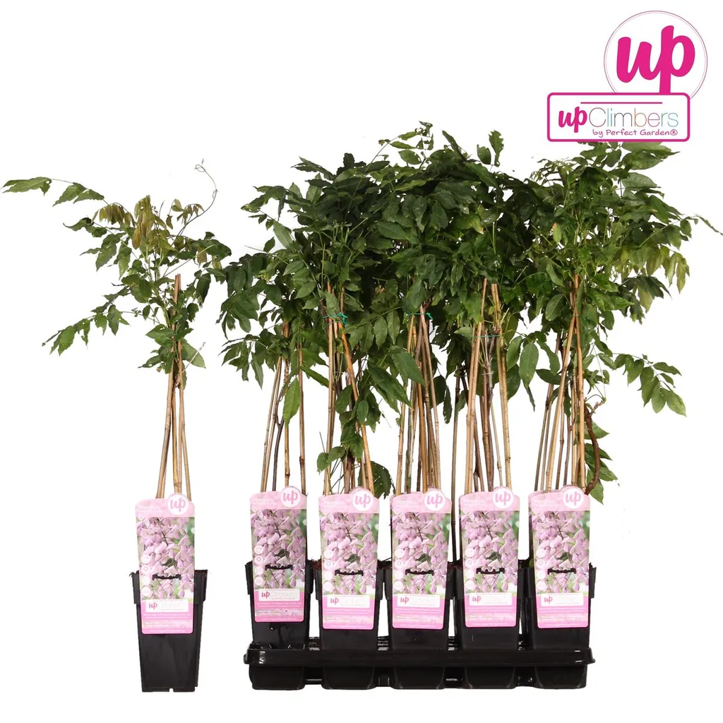 Japanischer Blauregen 'Rosea' (Wisteria floribunda) – winterharte Kletterpflanze, Topf-Ø 15 cm, Höhe ca. 65 cm