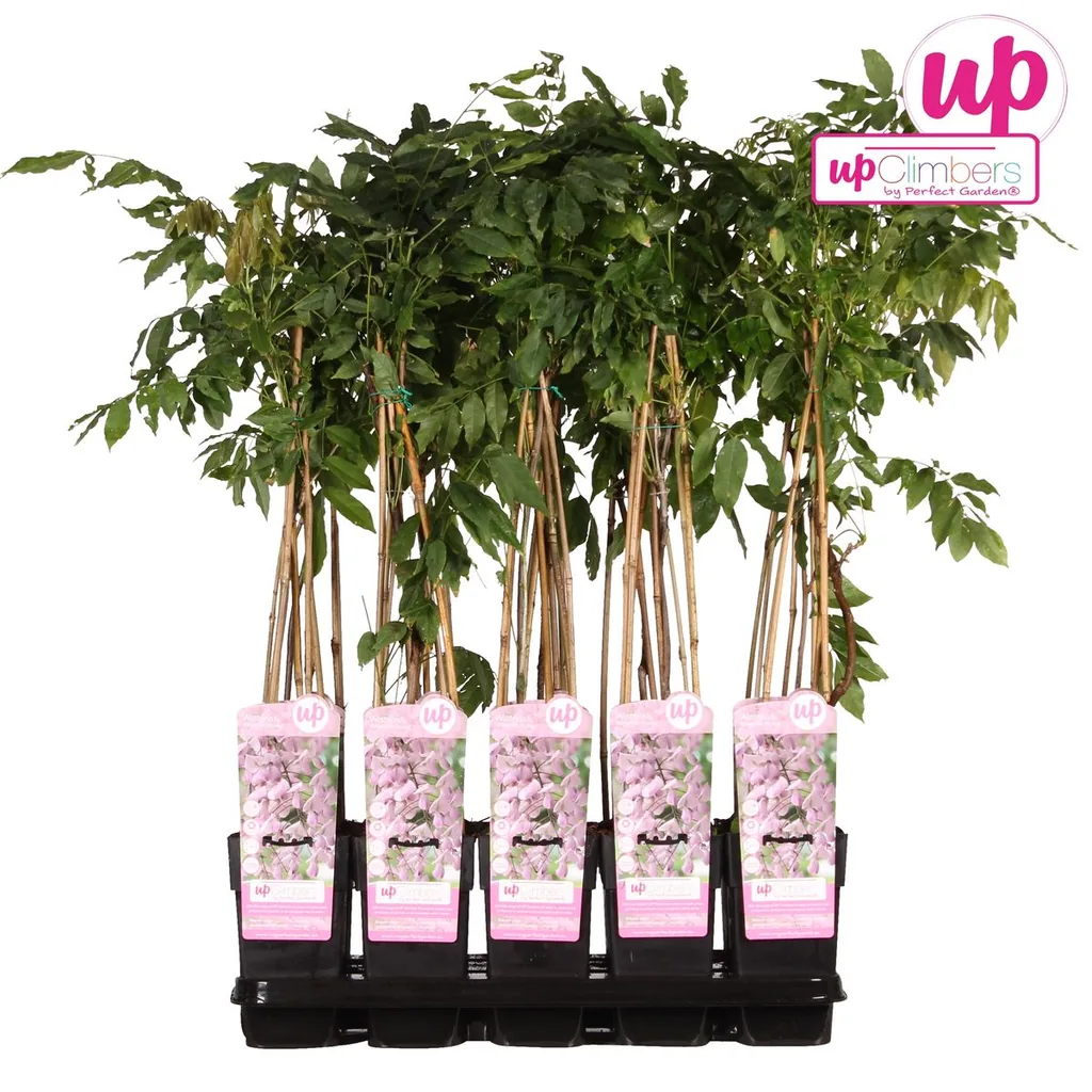 Japanischer Blauregen 'Rosea' (Wisteria floribunda) – winterharte Kletterpflanze, Topf-Ø 15 cm, Höhe ca. 65 cm