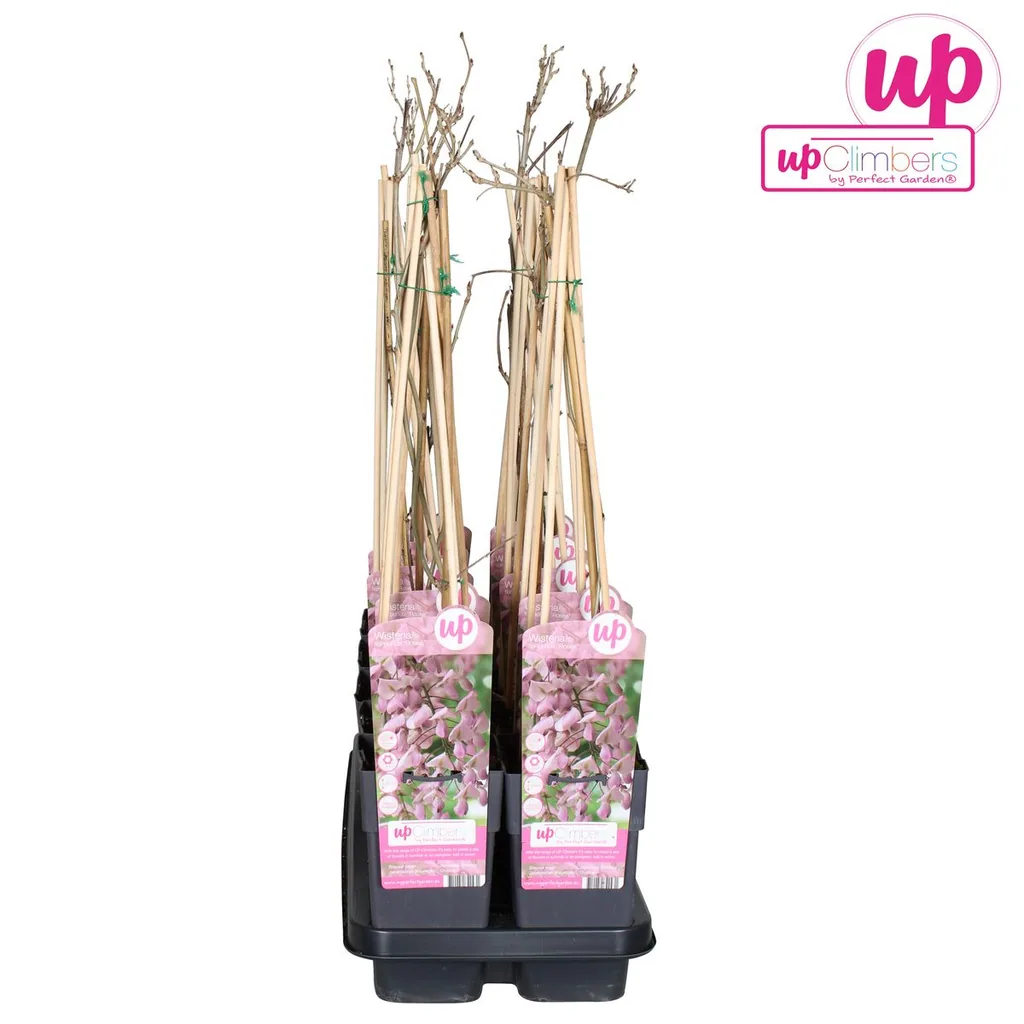 Japanischer Blauregen 'Rosea' (Wisteria floribunda) – winterharte Kletterpflanze, Topf-Ø 15 cm, Höhe ca. 65 cm