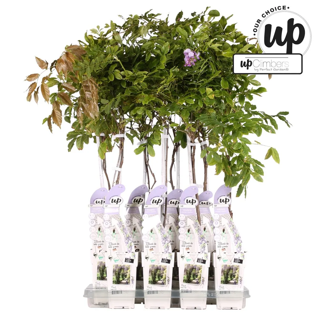 Chinesischer Blauregen 'Caroline' (Wisteria sinensis) – winterharte Kletterpflanze, Topf-Ø 15 cm, Höhe ca. 65 cm