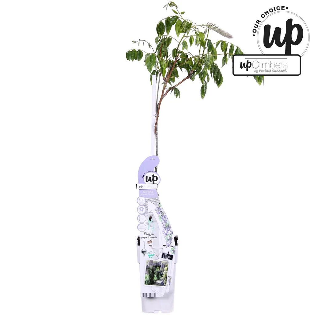 Chinesischer Blauregen 'Caroline' (Wisteria sinensis) – winterharte Kletterpflanze, Topf-Ø 15 cm, Höhe ca. 65 cm