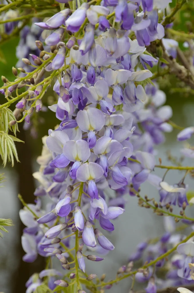 Chinesischer Blauregen 'Caroline' (Wisteria sinensis) – winterharte Kletterpflanze, Topf-Ø 15 cm, Höhe ca. 65 cm
