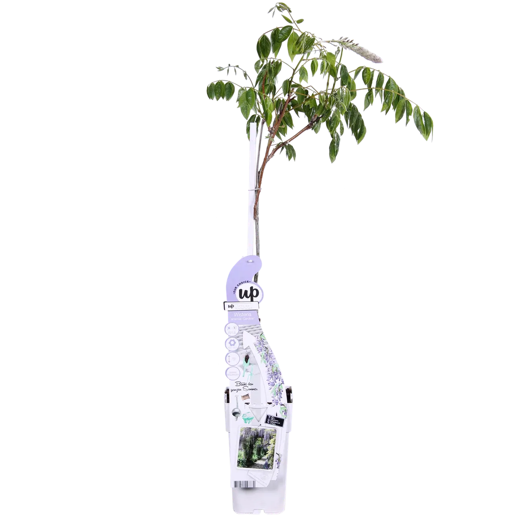 Chinesischer Blauregen 'Caroline' (Wisteria sinensis) – winterharte Kletterpflanze, Topf-Ø 15 cm, Höhe ca. 65 cm