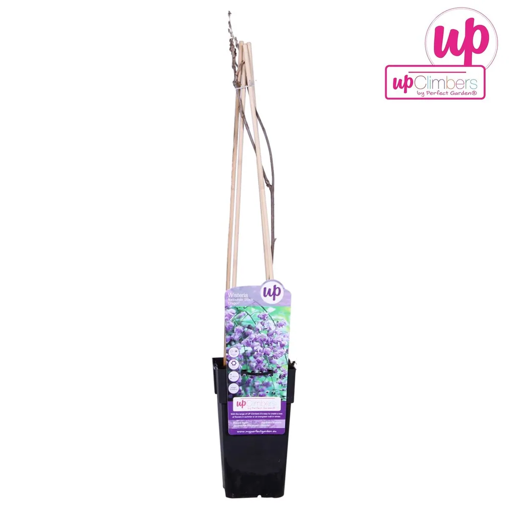 Chinesischer Blauregen 'Prolific' (Wisteria sinensis) – winterharte Kletterpflanze, Topf-Ø 15 cm, Höhe ca. 65 cm