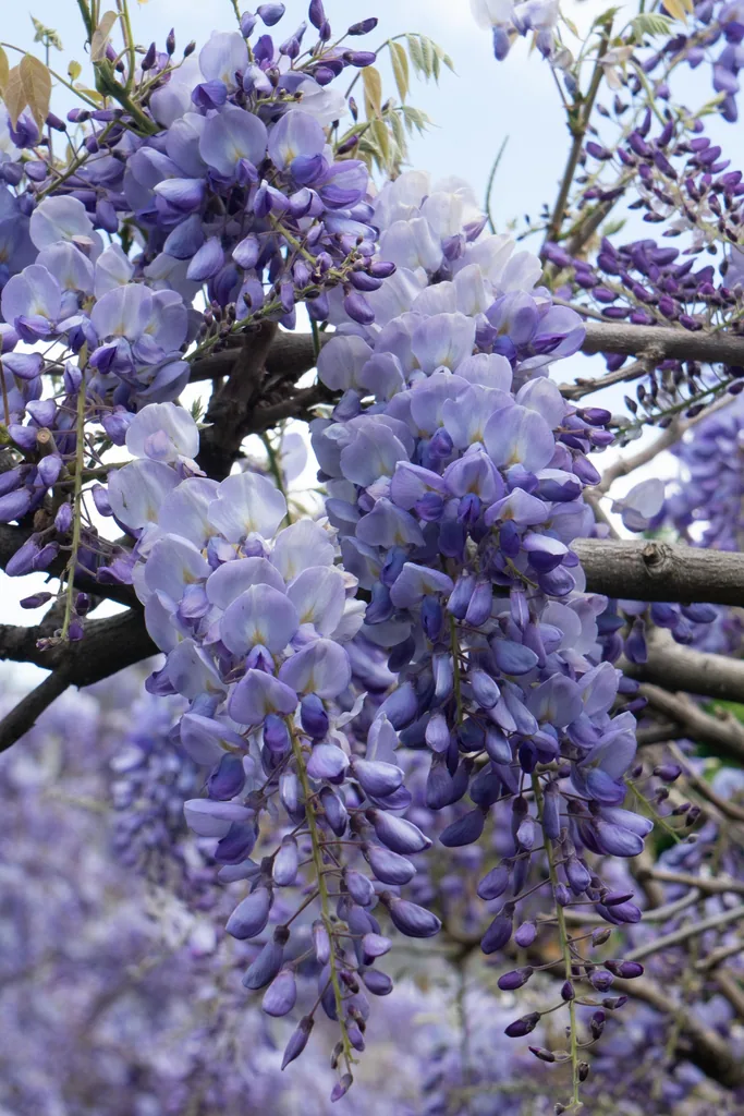 Chinesischer Blauregen 'Prolific' (Wisteria sinensis) – winterharte Kletterpflanze, Topf-Ø 15 cm, Höhe ca. 65 cm