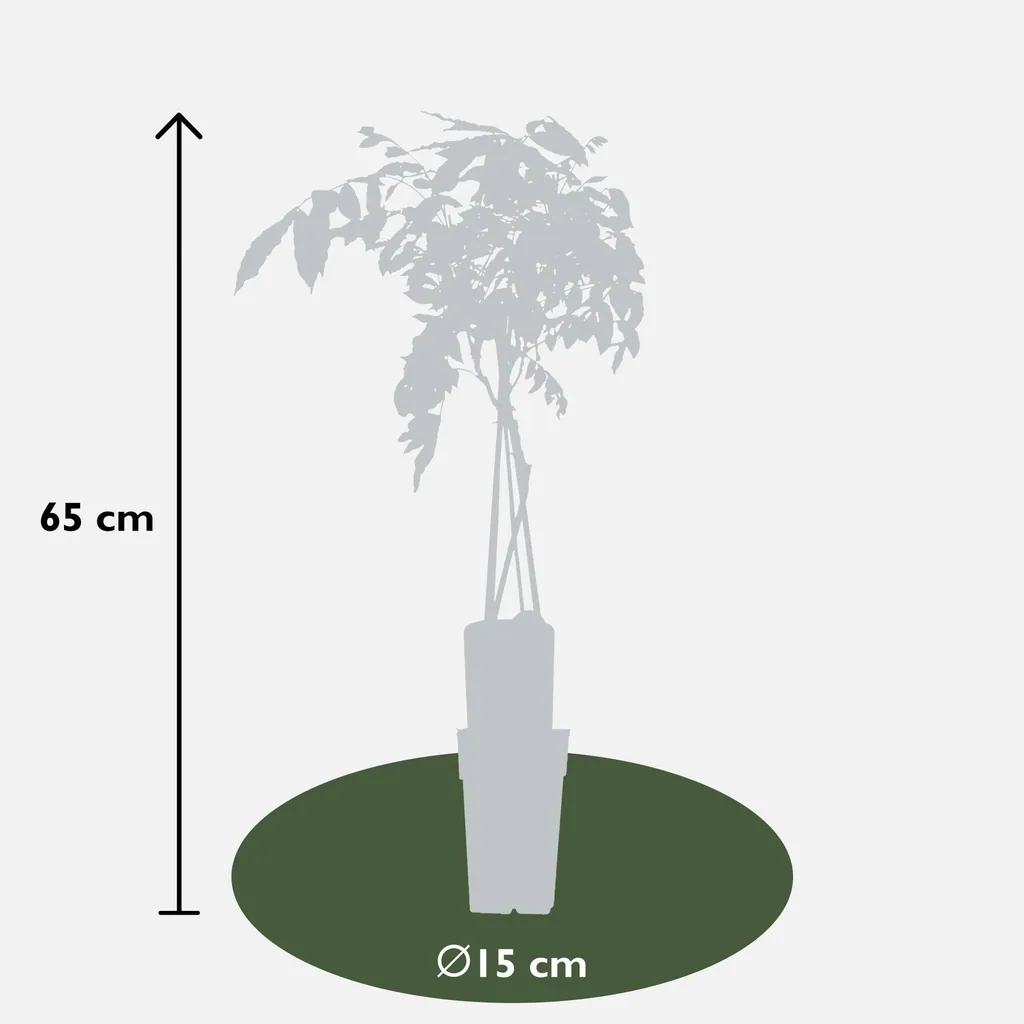 Chinesischer Blauregen 'Prolific' (Wisteria sinensis) – winterharte Kletterpflanze, Topf-Ø 15 cm, Höhe ca. 65 cm