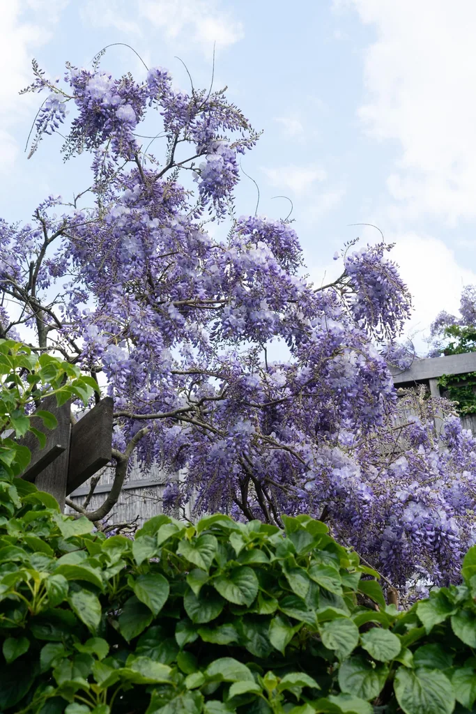 Chinesischer Blauregen 'Prolific' (Wisteria sinensis) – winterharte Kletterpflanze, Topf-Ø 15 cm, Höhe ca. 65 cm