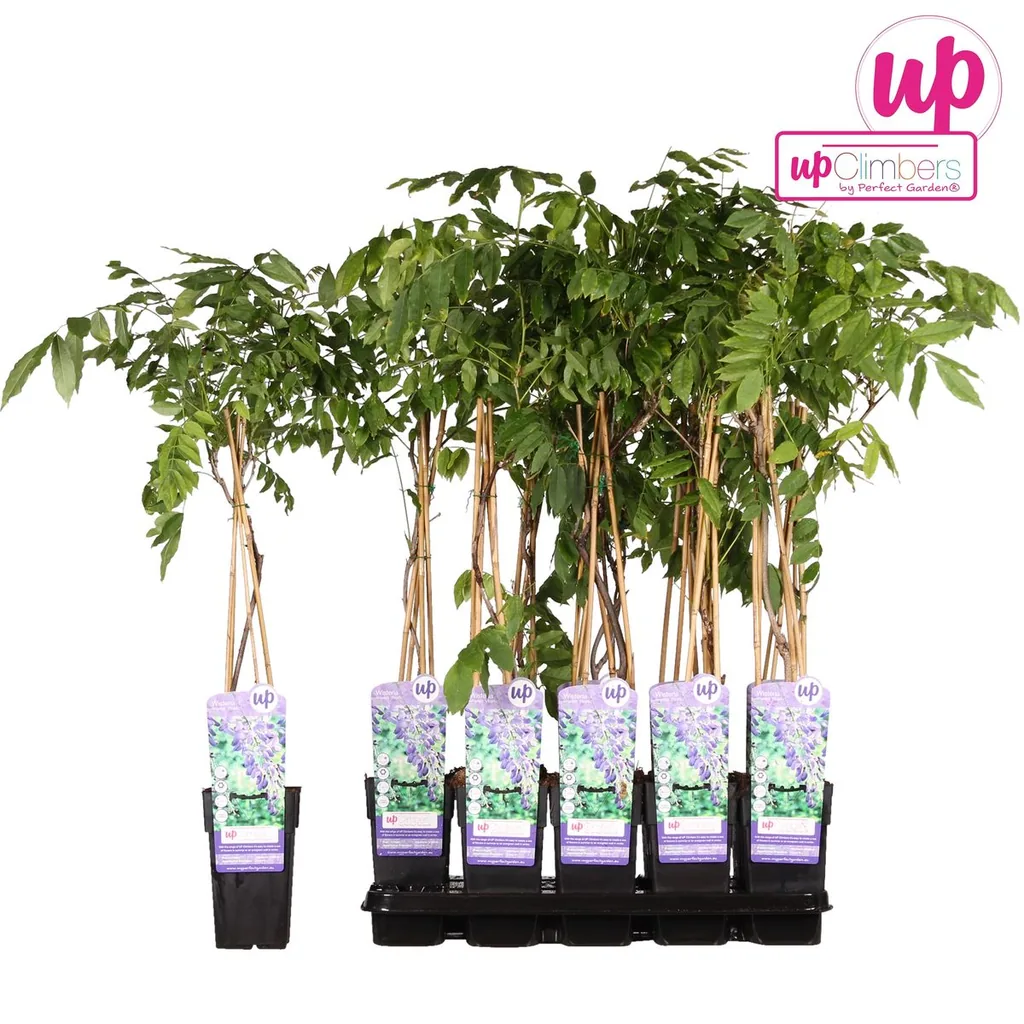 Chinesischer Blauregen 'Prolific' (Wisteria sinensis) – winterharte Kletterpflanze, Topf-Ø 15 cm, Höhe ca. 65 cm