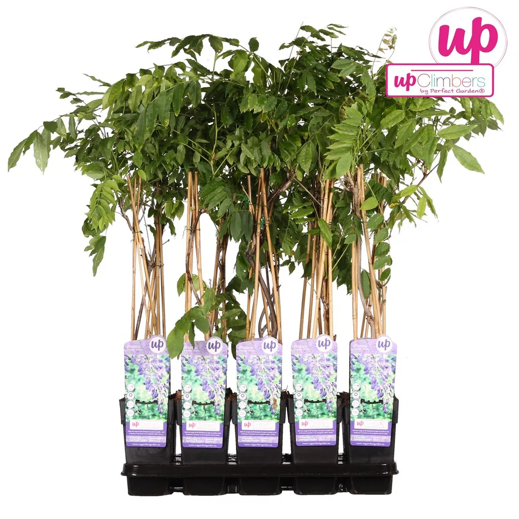 Chinesischer Blauregen 'Prolific' (Wisteria sinensis) – winterharte Kletterpflanze, Topf-Ø 15 cm, Höhe ca. 65 cm