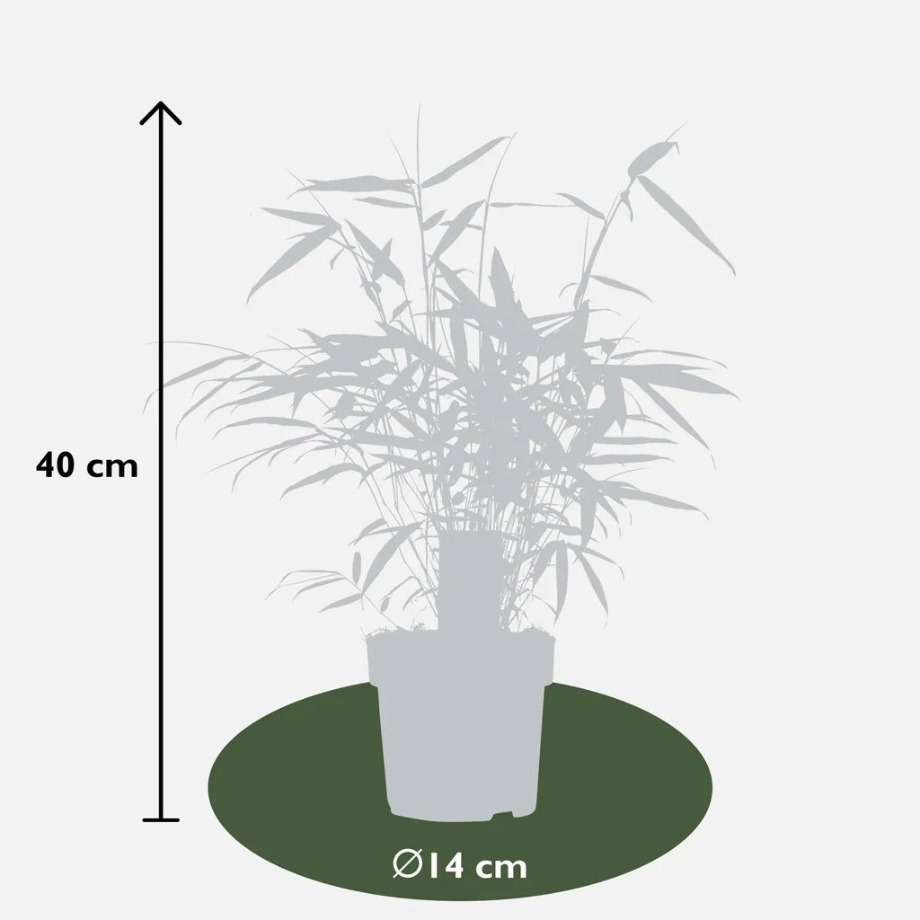 Schirmbambus 'Pingwu' (Fargesia robusta) – winterhartes Ziergras, Topf-Ø 14 cm, Höhe ca. 40 cm