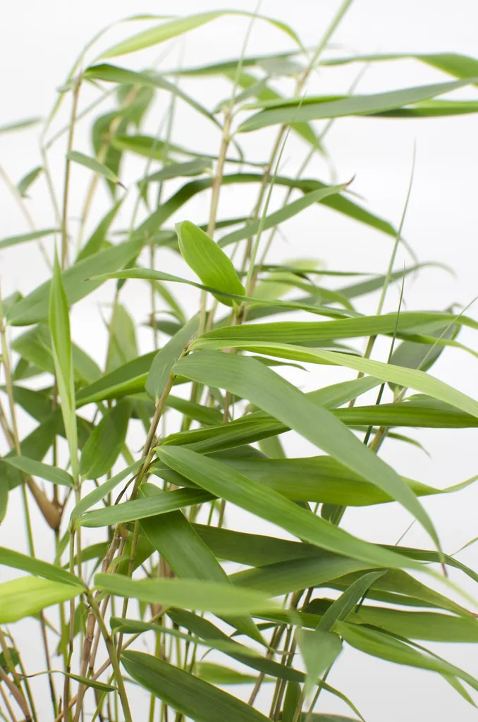 Schirmbambus 'Pingwu' (Fargesia robusta) – winterhartes Ziergras, Topf-Ø 14 cm, Höhe ca. 40 cm