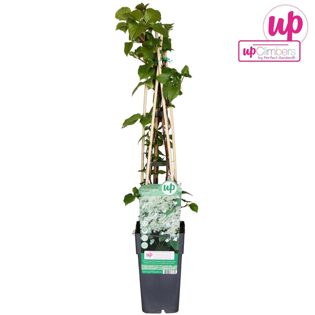 Kletterhortensie (Hydrangea petiolaris) – winterharte Kletterpflanze, Topf-Ø 15 cm, Höhe ca. 65 cm