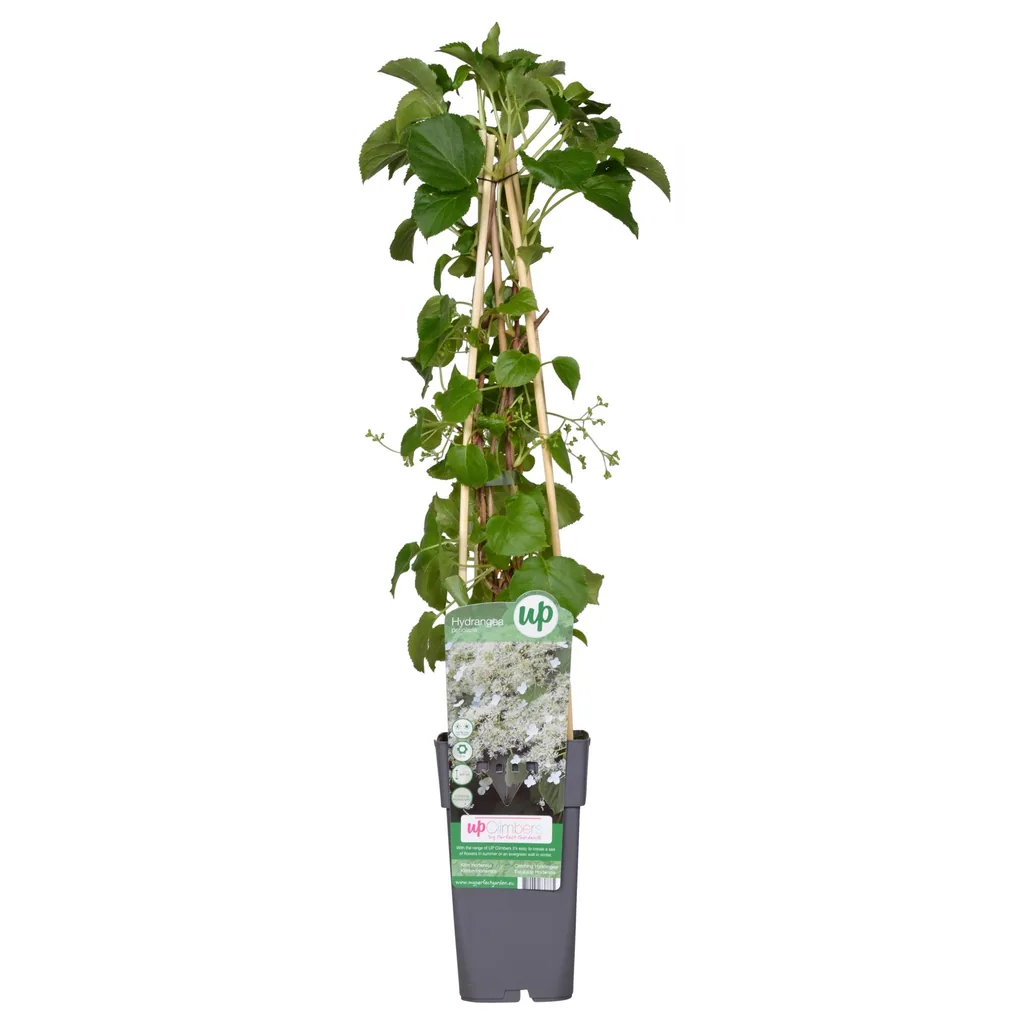 Kletterhortensie (Hydrangea petiolaris) – winterharte Kletterpflanze, Topf-Ø 15 cm, Höhe ca. 65 cm