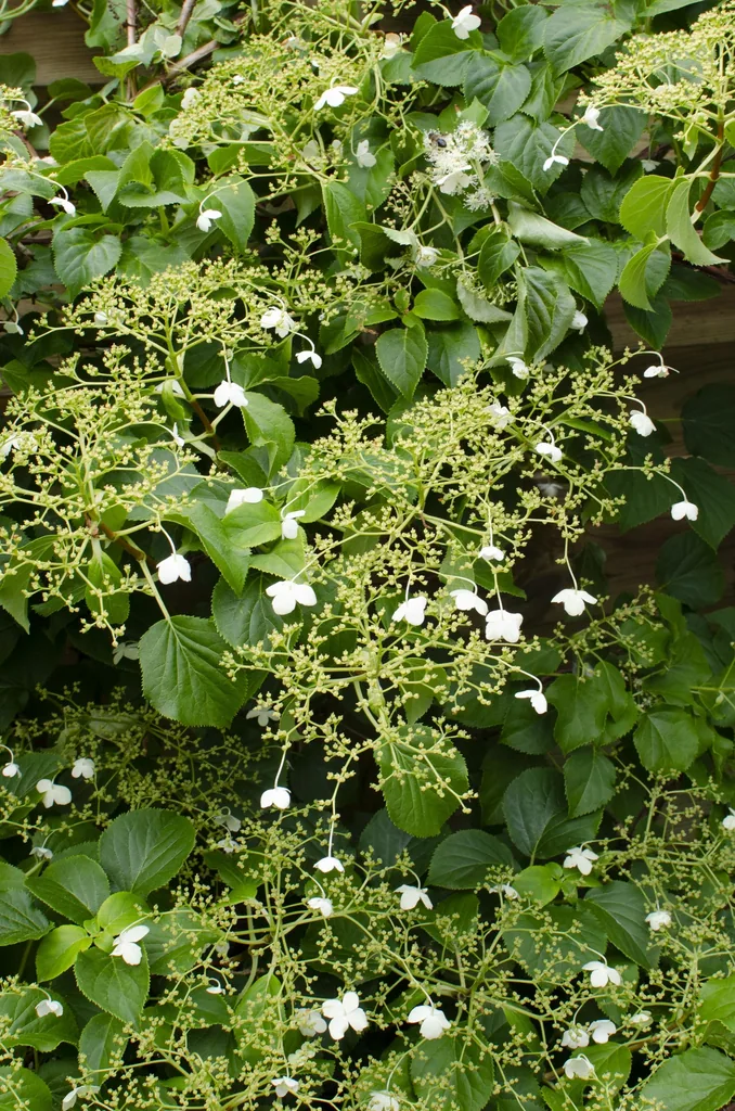 Kletterhortensie (Hydrangea petiolaris) – winterharte Kletterpflanze, Topf-Ø 15 cm, Höhe ca. 65 cm