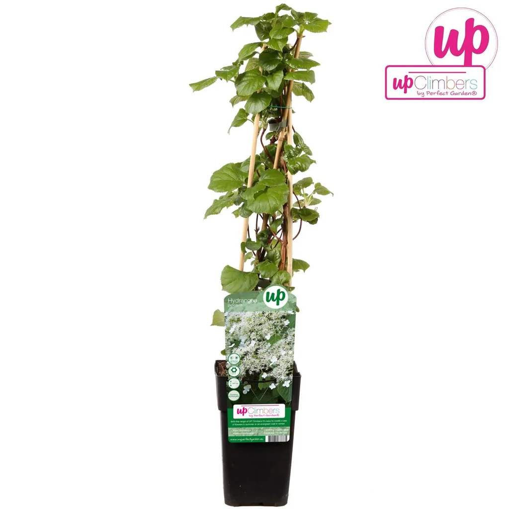 Kletterhortensie (Hydrangea petiolaris) – winterharte Kletterpflanze, Topf-Ø 15 cm, Höhe ca. 65 cm