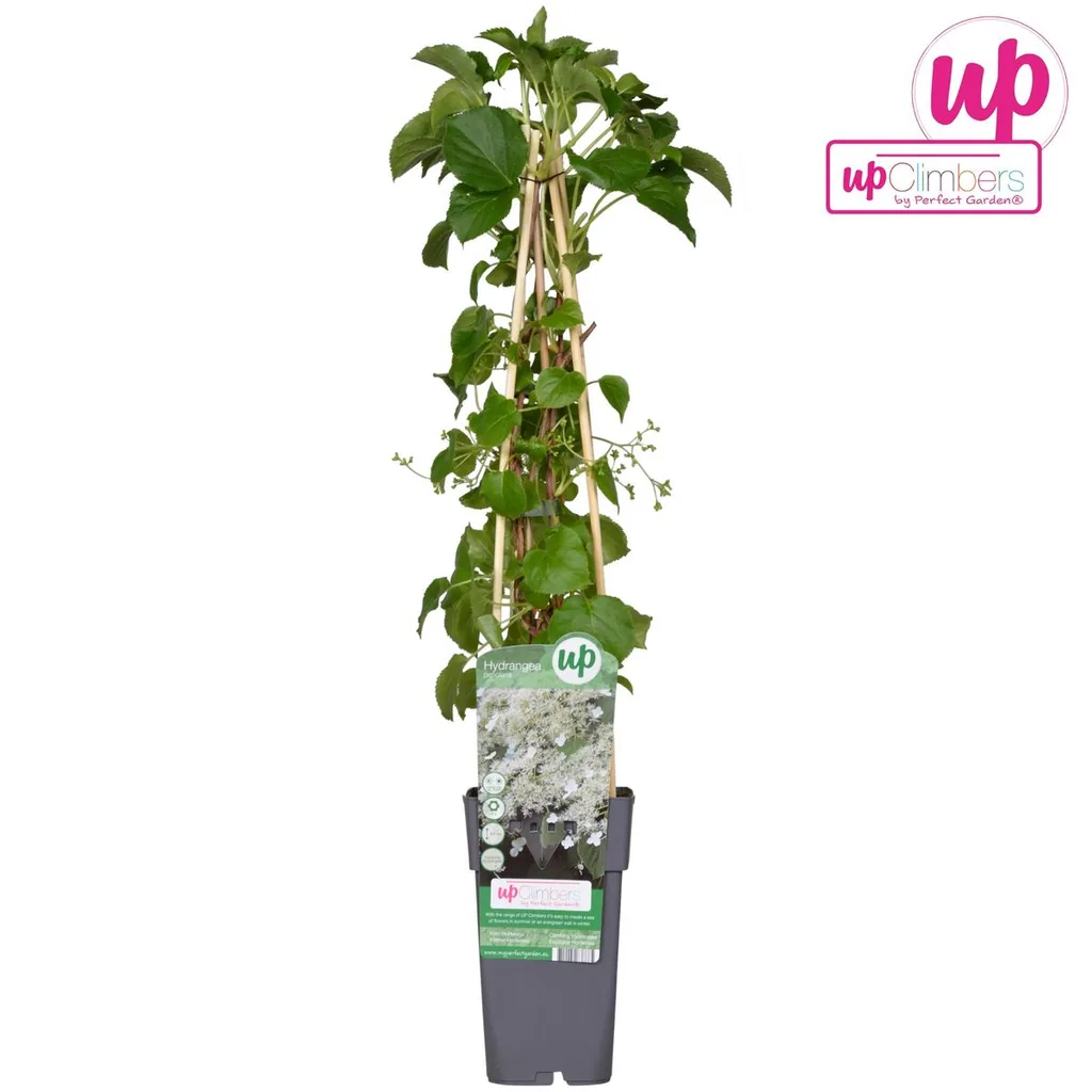 Kletterhortensie (Hydrangea petiolaris) – winterharte Kletterpflanze, Topf-Ø 15 cm, Höhe ca. 65 cm