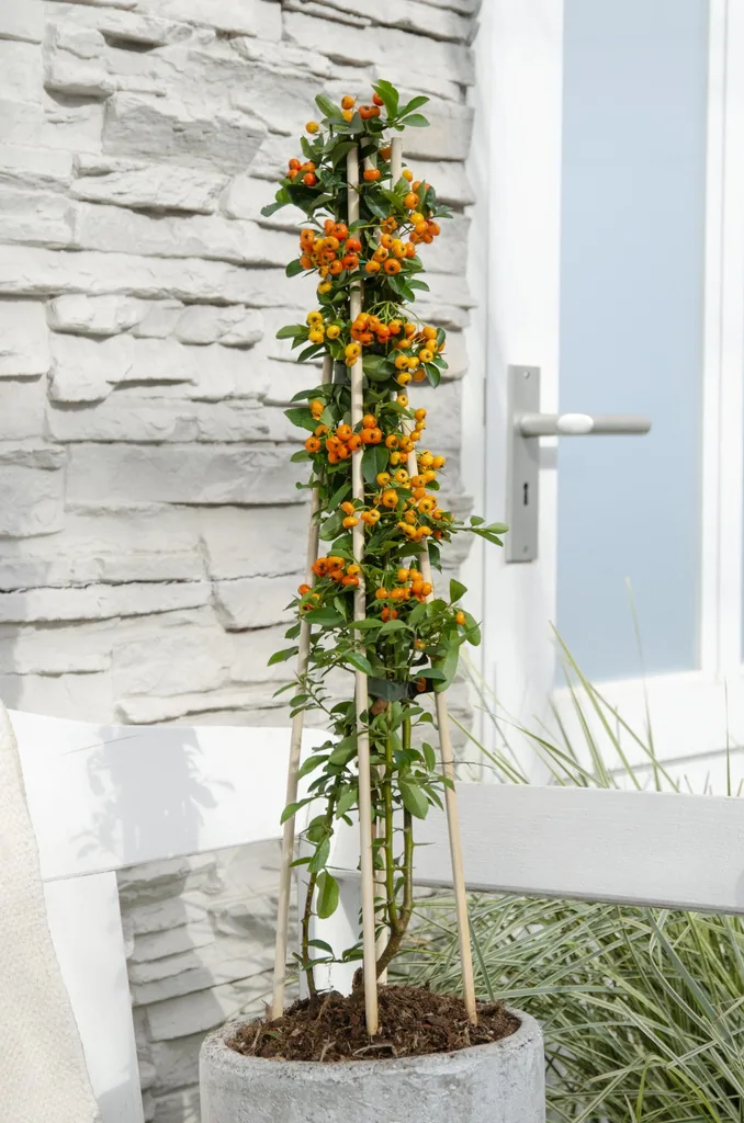 Feuerdorn 'Orange Glow' (Pyracantha coccinea) – winterharter Zierstrauch, Topf-Ø 15 cm, Höhe ca. 65 cm