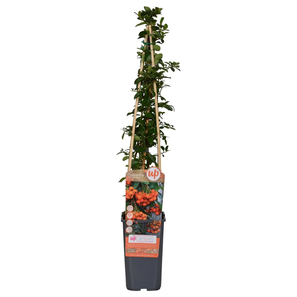 Feuerdorn 'Orange Glow' (Pyracantha coccinea) – winterharter Zierstrauch, Topf-Ø 15 cm, Höhe ca. 65 cm