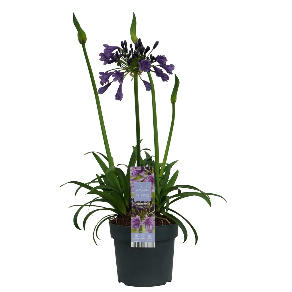 Schmucklilie 'Poppin Purple' (Agapanthus) – winterharte Staude, Topf-Ø 19 cm, Höhe ca. 30 cm