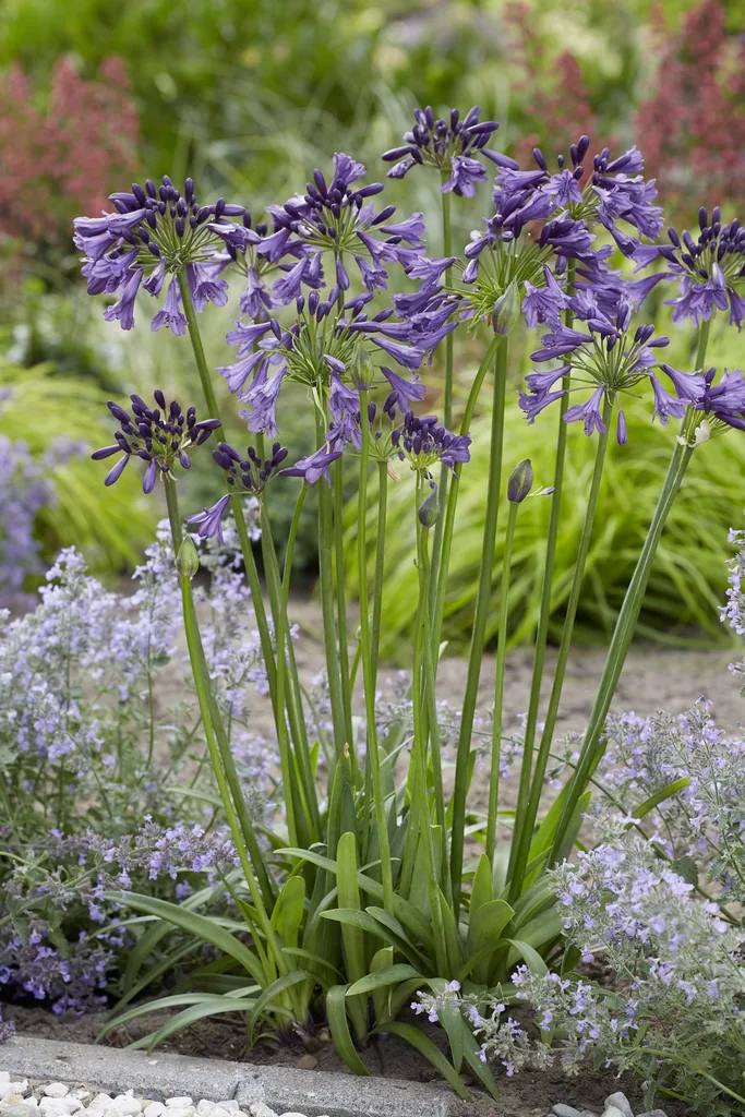 Schmucklilie 'Poppin Purple' (Agapanthus) – winterharte Staude, Topf-Ø 19 cm, Höhe ca. 30 cm