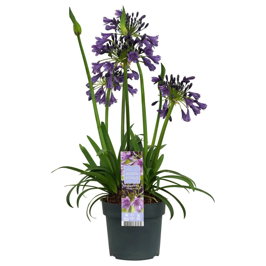 Schmucklilie 'Poppin Purple' (Agapanthus) – winterharte Staude, Topf-Ø 19 cm, Höhe ca. 30 cm