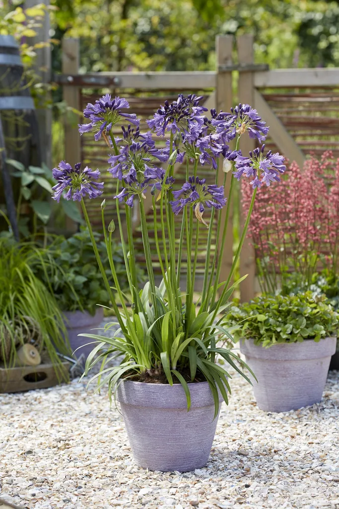 Schmucklilie 'Poppin Purple' (Agapanthus) – winterharte Staude, Topf-Ø 19 cm, Höhe ca. 30 cm